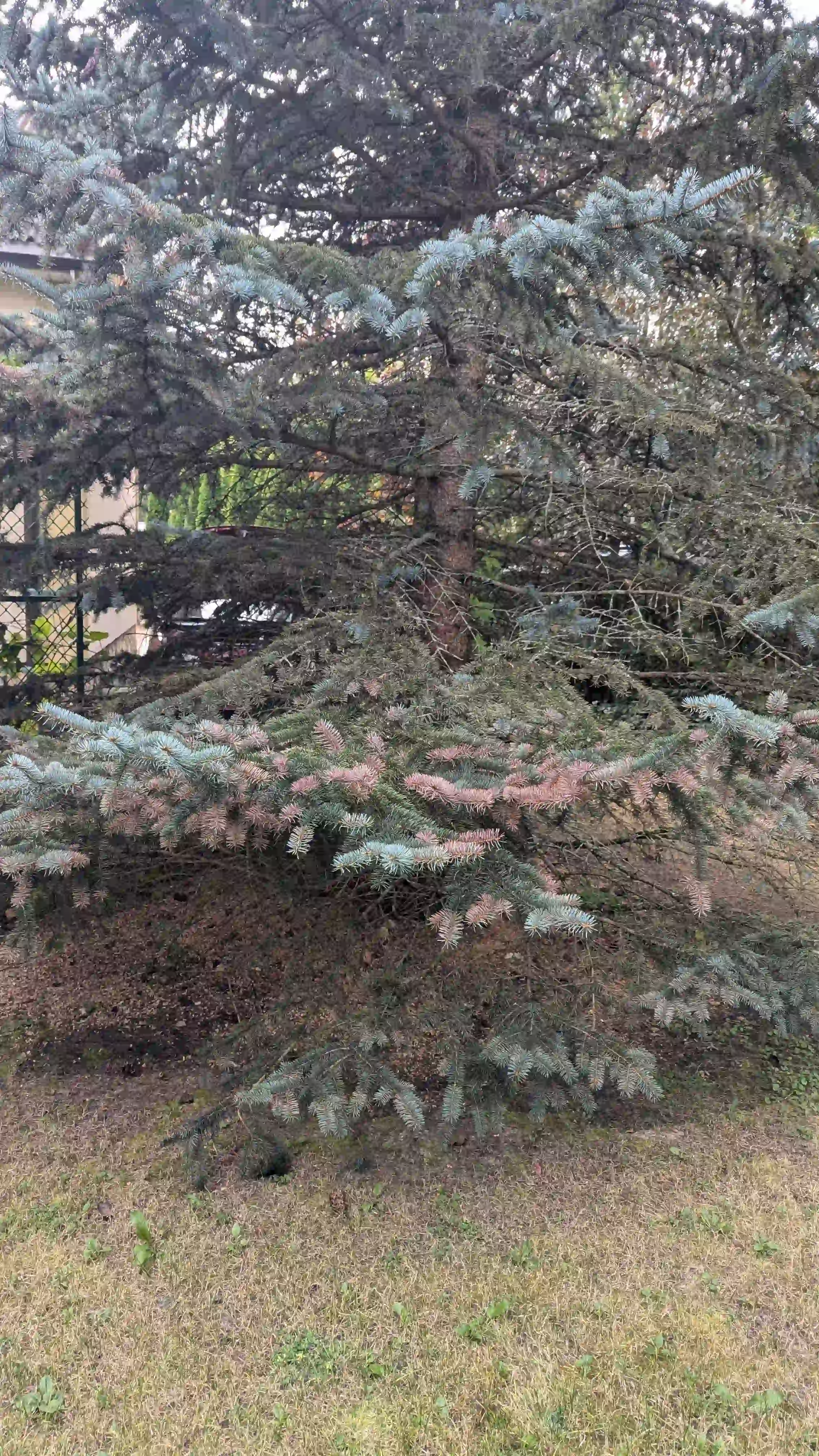 Хроническое шютте в г. Люберцы
